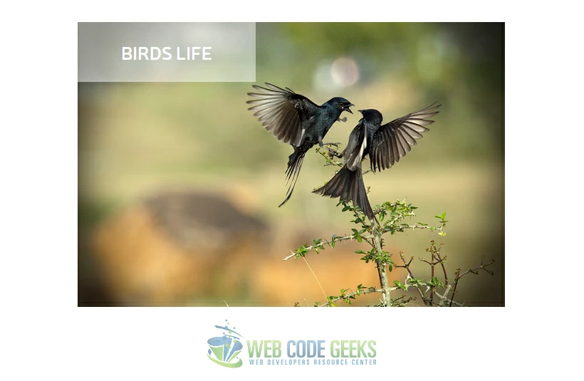 Opacity Title of an Image